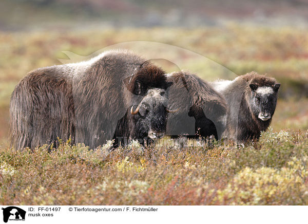 Moschusochsen / musk oxes / FF-01497