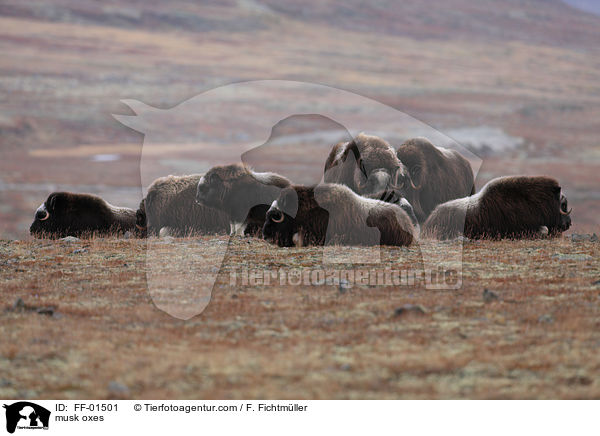 Moschusochsen / musk oxes / FF-01501