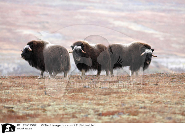 Moschusochsen / musk oxes / FF-01502