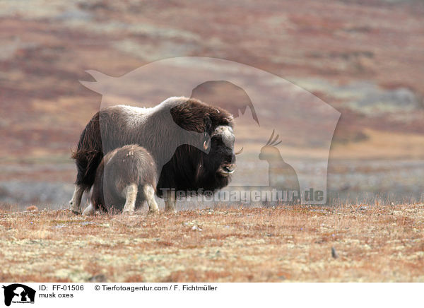 Moschusochsen / musk oxes / FF-01506