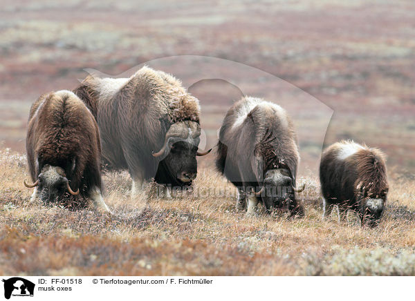 Moschusochsen / musk oxes / FF-01518