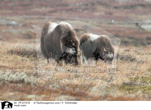 Moschusochsen / musk oxes / FF-01519