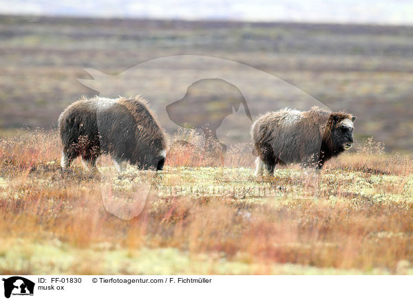 Moschusochse / musk ox / FF-01830