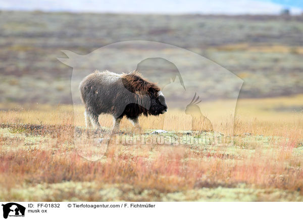 Moschusochse / musk ox / FF-01832