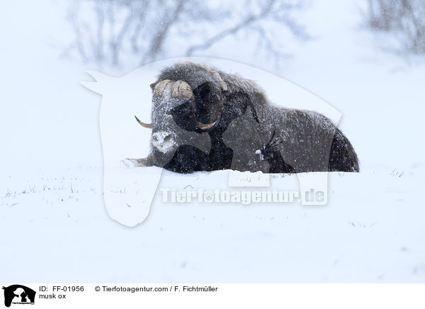 Moschusochse / musk ox / FF-01956