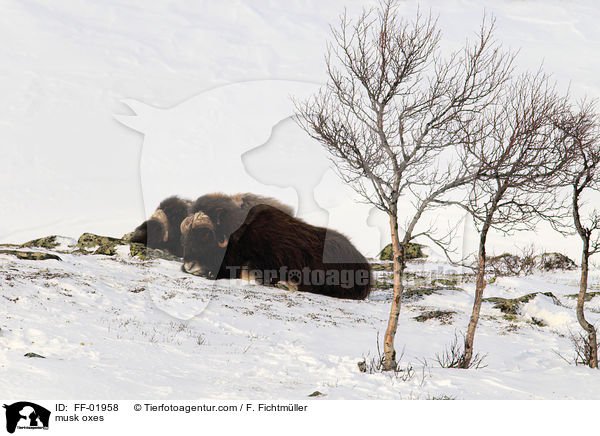 Moschusochsen / musk oxes / FF-01958