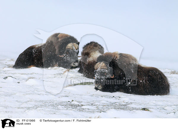 Moschusochsen / musk oxes / FF-01966