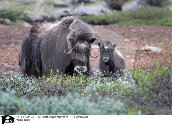 Moschusochsen / musk oxes / FF-02122