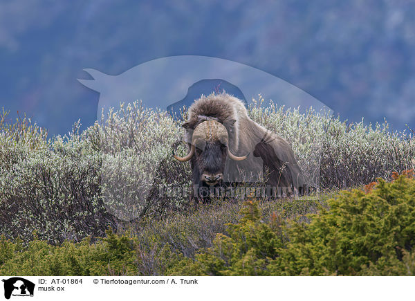 Moschusochse / musk ox / AT-01864