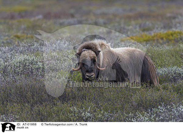 Moschusochse / musk ox / AT-01868