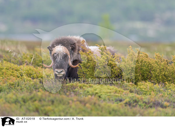 musk ox / AT-02018