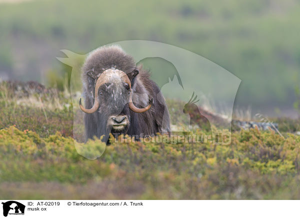 Moschusochse / musk ox / AT-02019