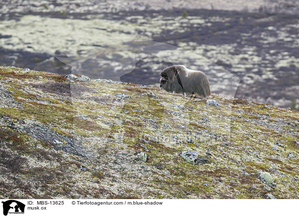 Moschusochse / musk ox / MBS-13625