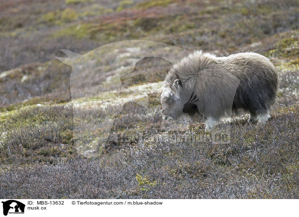 Moschusochse / musk ox / MBS-13632