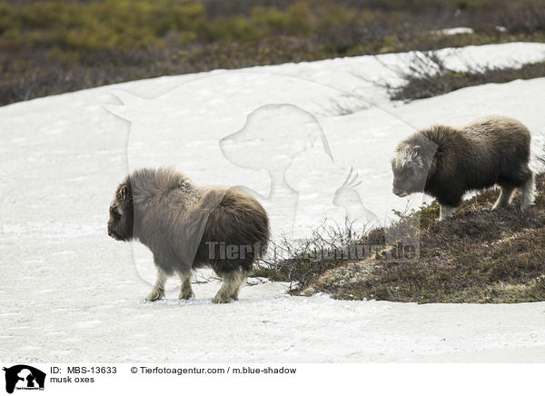 Moschusochsen / musk oxes / MBS-13633