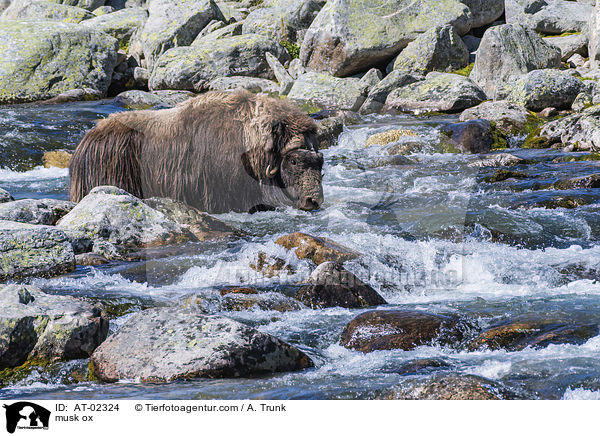 Moschusochse / musk ox / AT-02324
