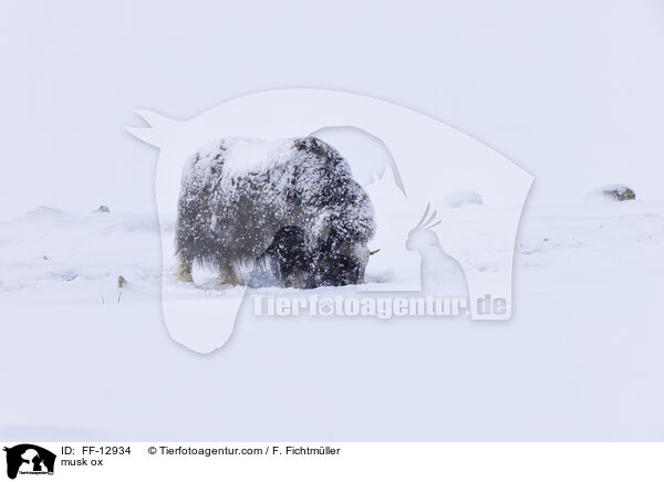 Moschusochse / musk ox / FF-12934