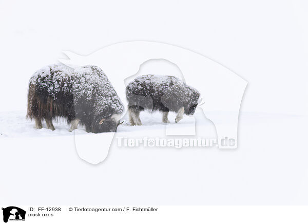 Moschusochsen / musk oxes / FF-12938