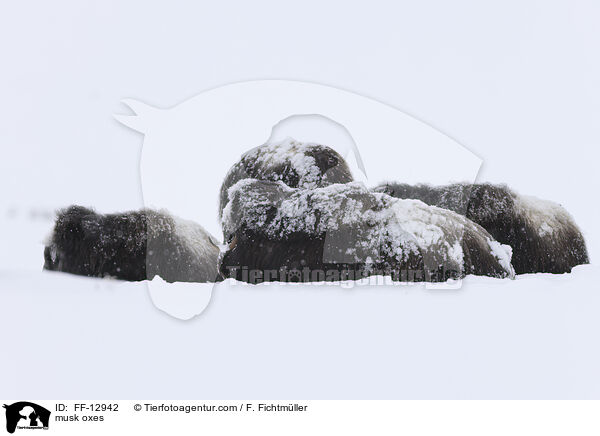Moschusochsen / musk oxes / FF-12942