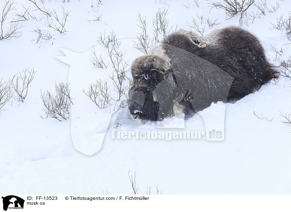 Moschusochse / musk ox / FF-13523