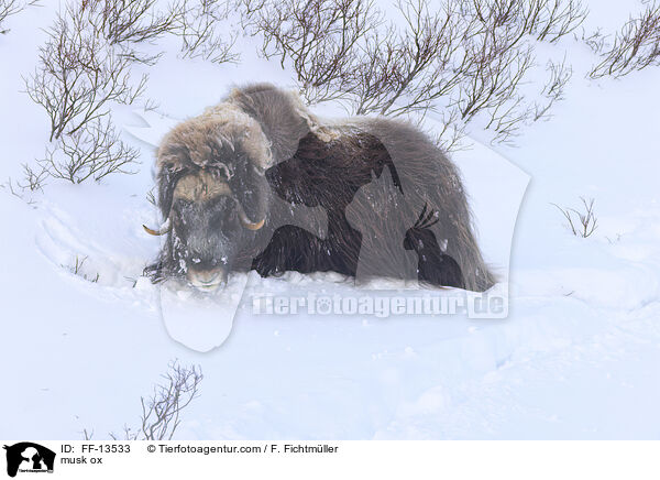 Moschusochse / musk ox / FF-13533