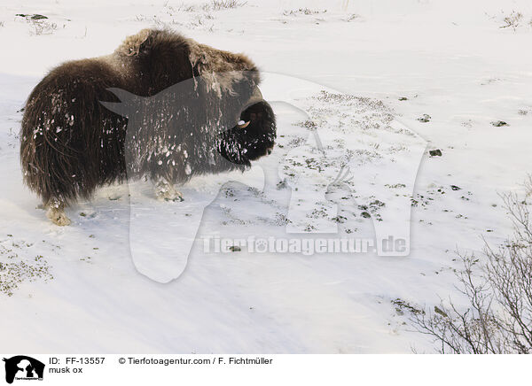 Moschusochse / musk ox / FF-13557