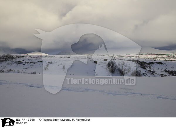 Moschusochse / musk ox / FF-13558
