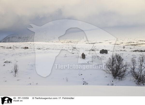 Moschusochse / musk ox / FF-13559