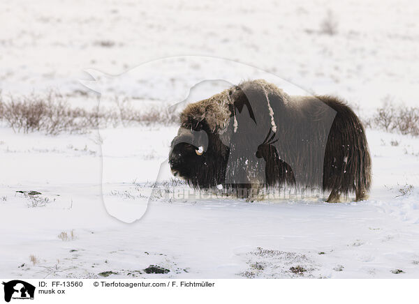 Moschusochse / musk ox / FF-13560
