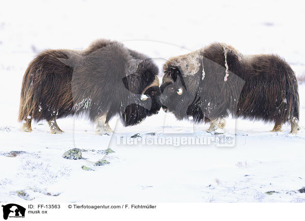 Moschusochse / musk ox / FF-13563