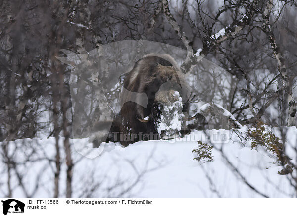 Moschusochse / musk ox / FF-13566