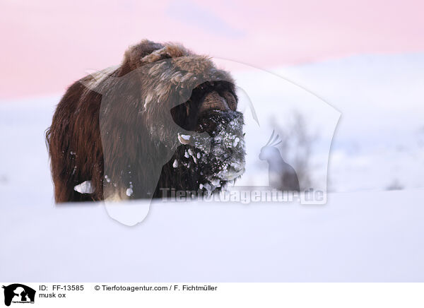 Moschusochse / musk ox / FF-13585