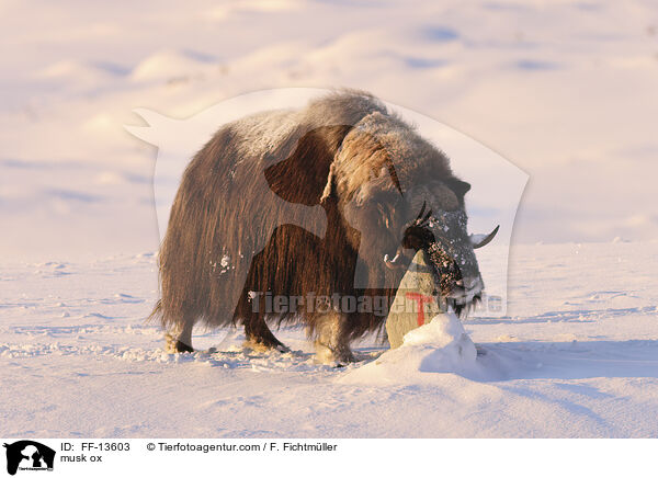 Moschusochse / musk ox / FF-13603