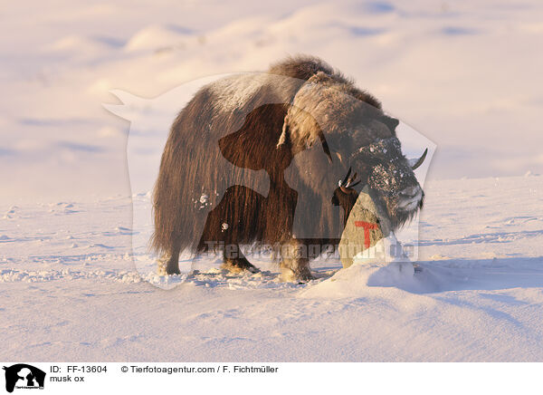 Moschusochse / musk ox / FF-13604