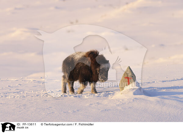 Moschusochse / musk ox / FF-13611