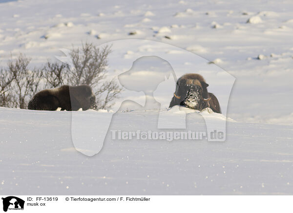 Moschusochse / musk ox / FF-13619