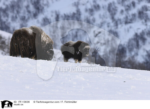 Moschusochse / musk ox / FF-13636