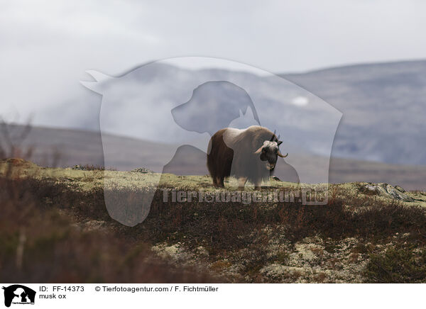 Moschusochse / musk ox / FF-14373