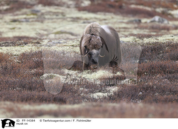 Moschusochse / musk ox / FF-14384