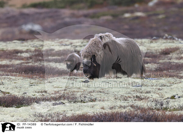 musk oxes / FF-14389