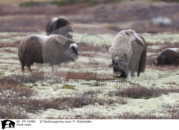 musk oxes / FF-14390