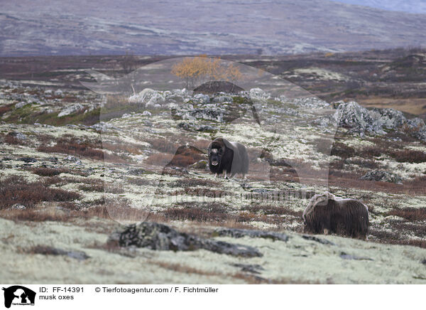 musk oxes / FF-14391