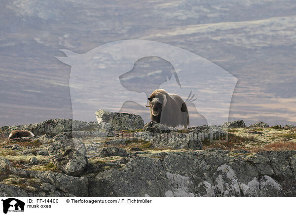 Moschusochsen / musk oxes / FF-14400