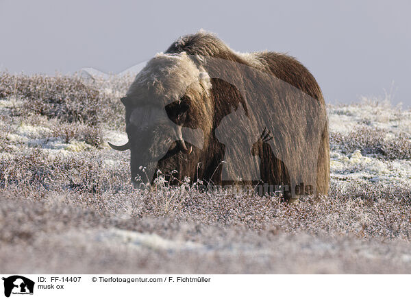 Moschusochse / musk ox / FF-14407