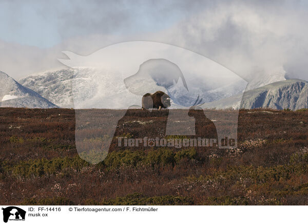 Moschusochse / musk ox / FF-14416