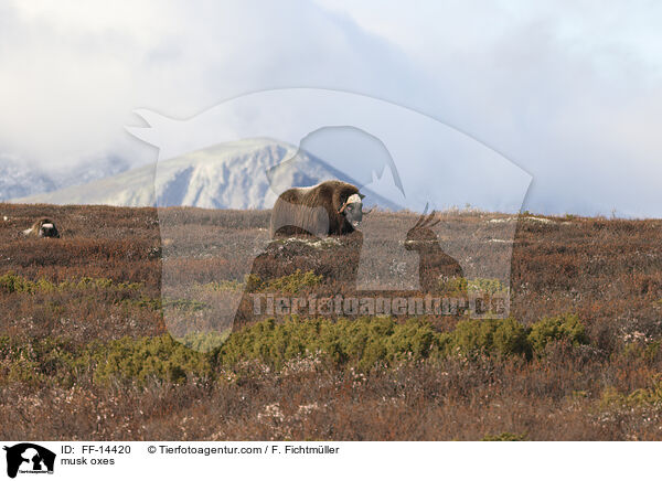Moschusochsen / musk oxes / FF-14420