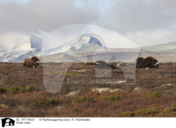 musk oxes / FF-14421