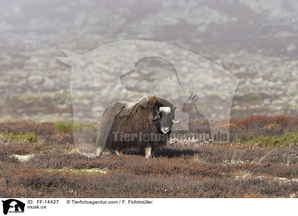 Moschusochse / musk ox / FF-14427