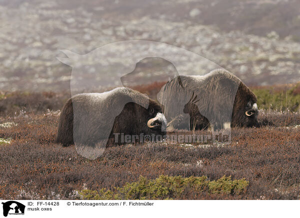 Moschusochsen / musk oxes / FF-14428