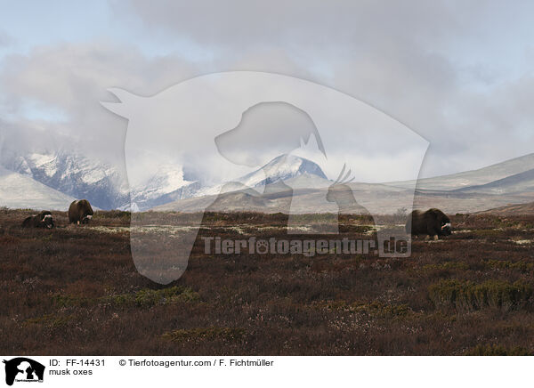 Moschusochsen / musk oxes / FF-14431